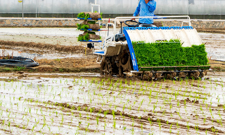 Máy cấy lúa thông minh sắp ra mắt